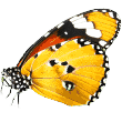 https://felinity.store/wp-content/uploads/2019/08/butterfly.png